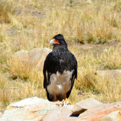 Mountain Caracara